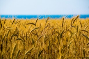 Климатический сдвиг сулит выгоду аграриям
