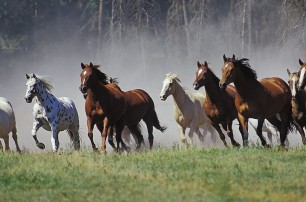 Полицейский угнал табун лошадей в России