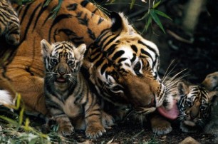 Ди Каприо потратил 3 миллиона долларов на спасение тигров