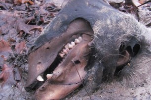 В Казатине нашли мертвую чупакабру