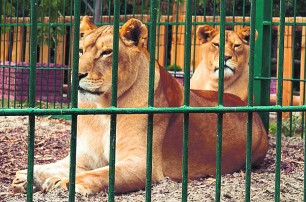 В Бердянском зоопарке родились уникальные львята