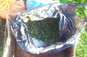 Бабушке из Крыма грозит восемь лет тюрьмы за урожай марихуаны