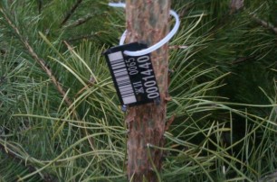 Второй год елки в Киеве будут продавать со штрих-кодом