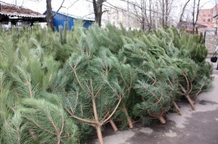 В Киеве появится более 150 площадок для продажи елок