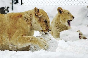 Лев мороза не боится