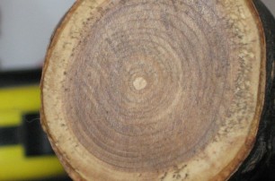 В Винницкой области пенсионер срезал дерево и оказался в реанимации