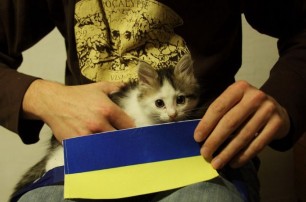 На Евромайдане ищут хозяев для котят