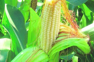 Нашу кукурузу попробуют в Эфиопии 
