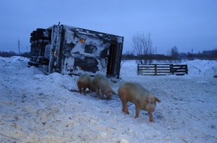 Российские гаишники ловили 180 свиней в заснеженном поле