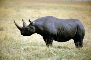 Американец купил право на отстрел редчайшего носорога
