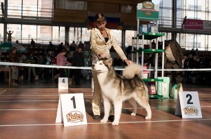 В столице пройдет выставка северных собак