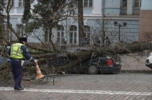 В Киеве из-за упавшего дерева пострадали два автомобиля
