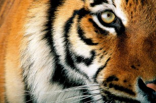 В Индии тигрица растерзала семь человек