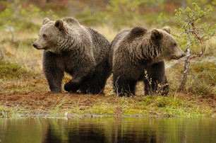 Румынские медведи ходят кормиться в Украину