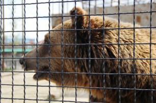 В одном из крымских карьеров откроют парк медведей