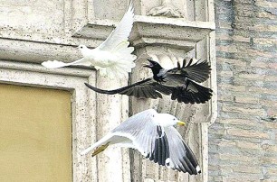 Голубь Папы Римского выжил после атаки ворона и чайки