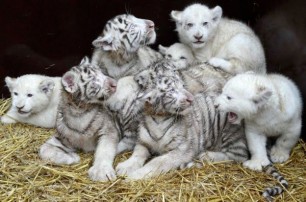 В Германии родились белые тигрята и львята