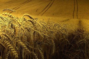 Эксперт: Европа готова открыть двери украинской продукции питания
