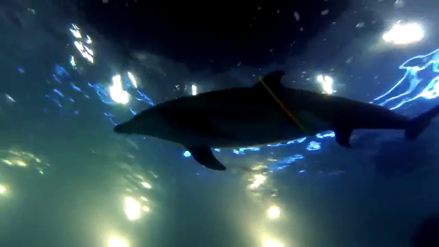 ВИДЕО: в Одессе родился дельфиненок 