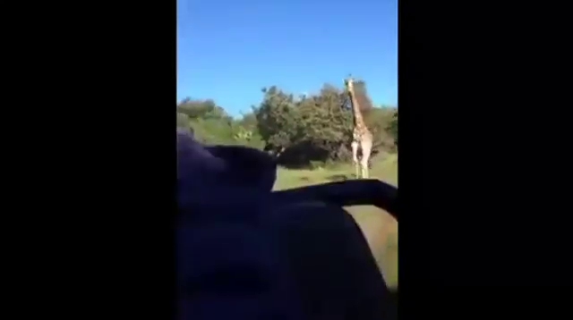 В Кении жираф напал на туристов