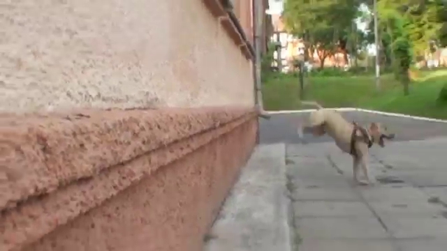 Украинская собака-паркурист прославилась на весь мир