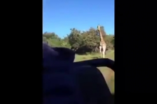 В Кении жираф напал на туристов