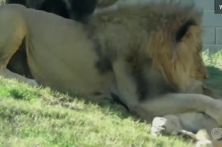 В зоопарке Далласа лев загрыз львицу на глазах у посетителей