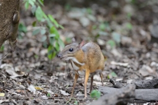 Редчайшие кадры: мышиный олень в среде обитания