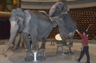 В киевском цирке гостят слоны-великаны из Индии