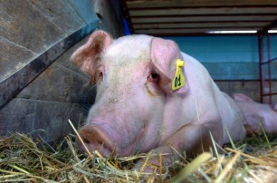 В Луганской области от африканской чумы умерли шесть свиней