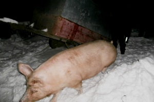 В Черкасской области пожарные спасли 15 свиней