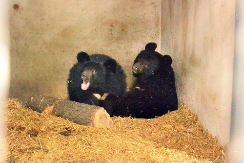 В киевском зоопарке вот-вот проснутся медведи