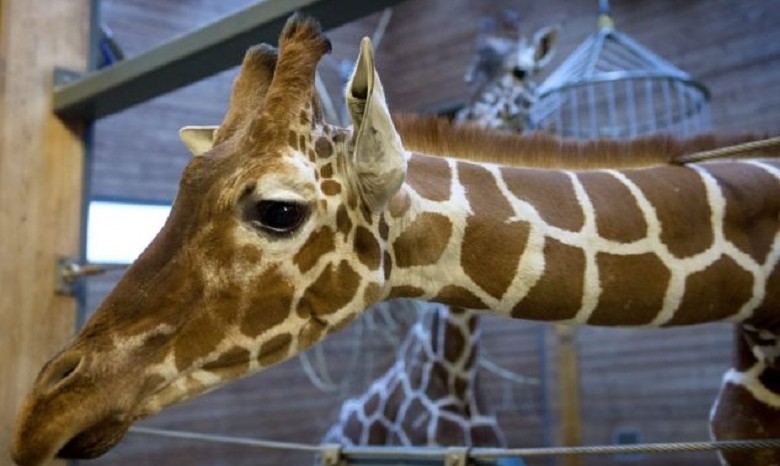 В датском зоопарке убили жирафа и скормили его львам (фото не для слабонервных)