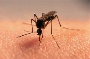 Болельщикам на ЧМ-2014 может угрожать лихорадка денге