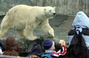 Медведь из немецкого зоопарка съел сумку с курткой посетителя и умер