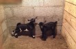 В Одесском зоопарке родилась пара камерунских козлят