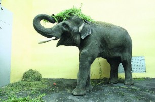 Слон Хорас из Киевского зоопарка отпразднует свой День рождения