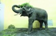 Слон Хорас из Киевского зоопарка отпразднует свой День рождения