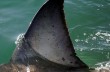 У жителя Сан-Франциско изъяли более тонны акульих плавников