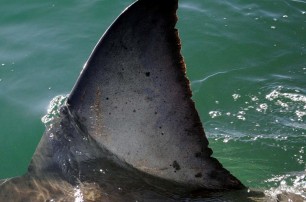 У жителя Сан-Франциско изъяли более тонны акульих плавников