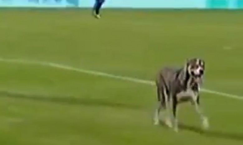 На матче чемпионата Аргентины собака опорожнилась в воротах