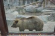 В Киевском зоопарке у Потапа и Насти родились медвежата