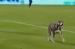 На матче чемпионата Аргентины собака опорожнилась в воротах