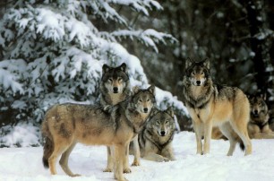 Голодные волки нападают на закарпатские села