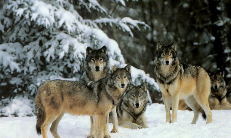 Голодные волки нападают на закарпатские села