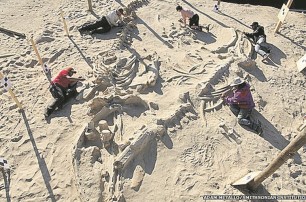 В пустыне обнаружено древнее кладбище китов
