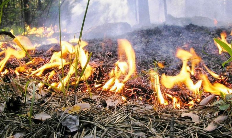 Спасатели призвали граждан не сжигать сухую траву