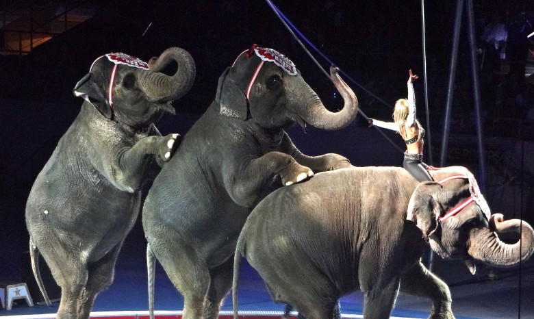 Из американского цирка сбежали три слона