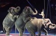 Из американского цирка сбежали три слона