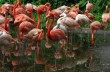 В немецком зоопарке нашли 15 мертвых фламинго
